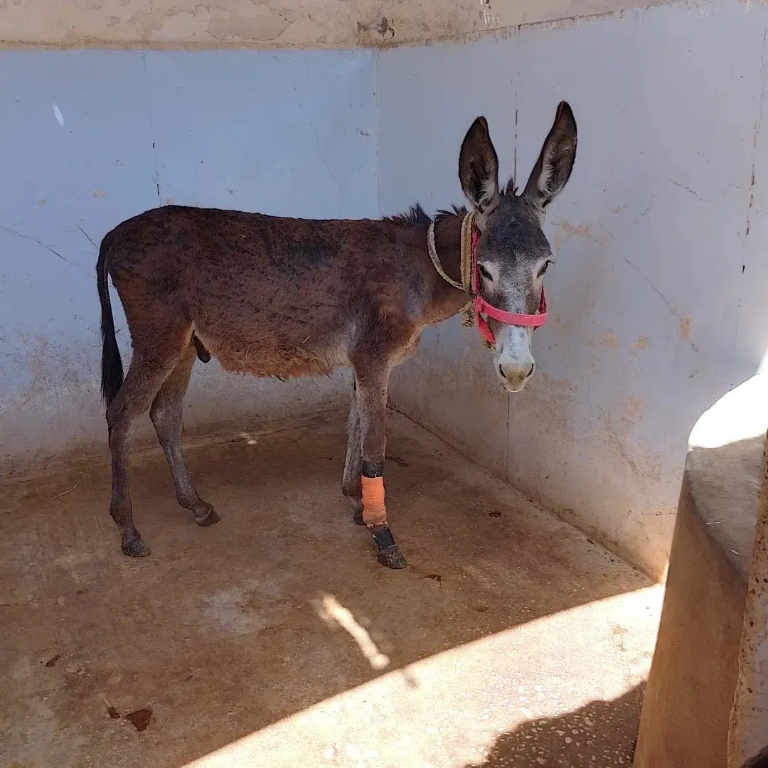 Animal Care in Egypt (ACE), Luxor